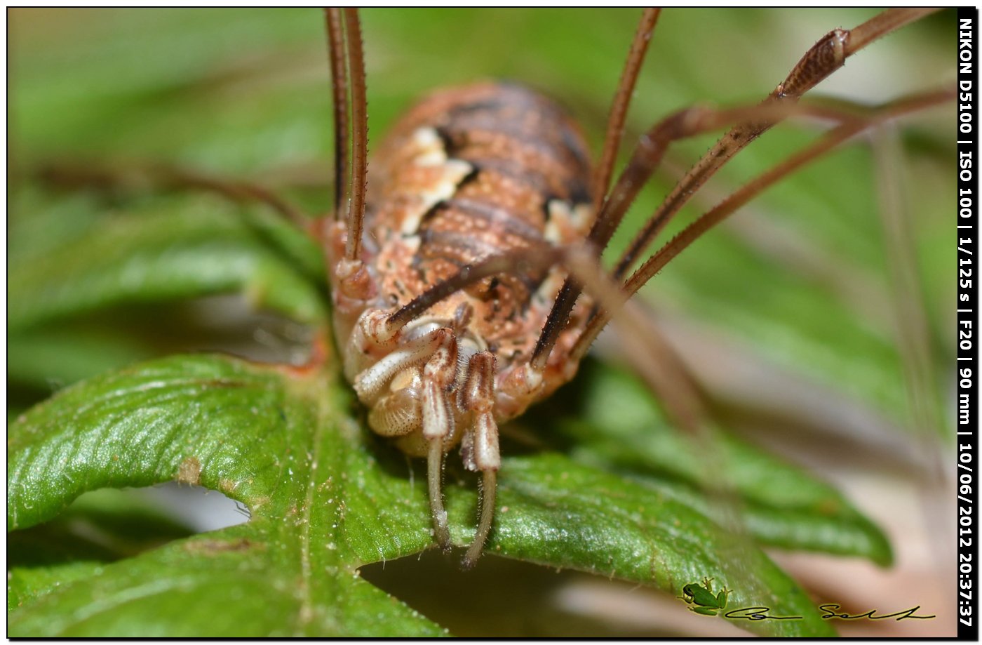 Dasylobus argentatus da Villanova Monteleone No 173
